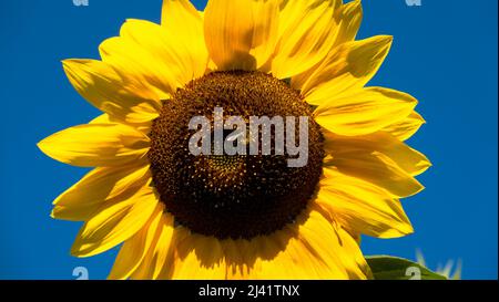 Sunflower blossom close up. The Ukraine conflict creates an emergency for sunflower oil. Impending crop failures. Production of sunflower oil Stock Photo