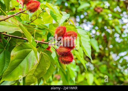 Close up of Bixa orellana or Anatto fruit tree in the forest Zanzibar, Tanzania Stock Photo