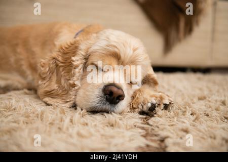 how many hours does a cocker spaniel sleep