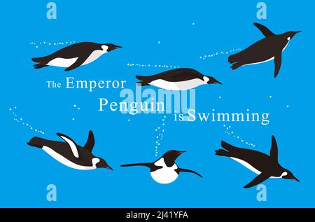 a lot of Emperor Penguins swimming in the sea with various postures, vector Stock Vector