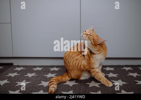Ginger cat scratching herself with leg indoors. Stock Photo