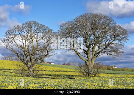 KINNEFF STONEHAVEN SCOTLAND FARMLAND BLUE SKY FIELD OF DAFFODILS AND TWO TREES IN EARLY SPRINGTIME Stock Photo