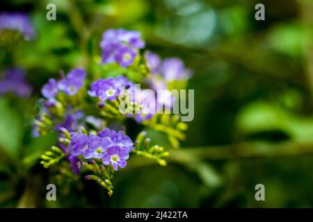 Golden dewdrop or Duranta erecta grows fast and a little wild, with frilly purple flowers that attract butterflies and golden berry clusters so weight Stock Photo