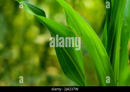 The green leaf Zea mays, corn, or green maize, The maize plant possesses a simple stem of nodes and internodes. A pair of large leaves extend off of e Stock Photo