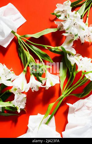 Alstroemeria flowers Stock Photo