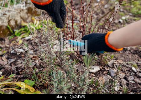 Pruning dry lavender tips after winter in spring garden using secateur. Gardener taking care of plants outdoor cutting bush with shears Stock Photo