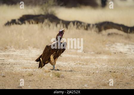 Lappet-faced vulture, leopard vulture (Torgos tracheliotos) stands on ground. Kalahari, Kgalagadi National Park, South Africa Stock Photo