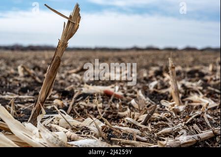 Corn field after harvest with strewn stover over disced soil. Stock Photo