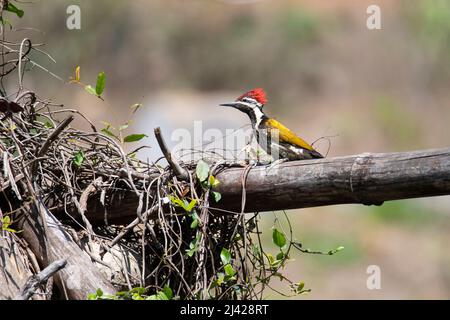 Black Rumped Flameback Woodpecker on a dead tree log Stock Photo
