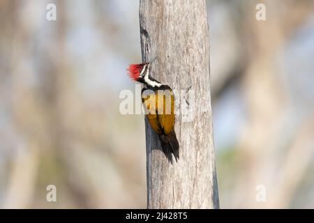 Black Rumped Flameback Woodpecker on a dead tree log Stock Photo
