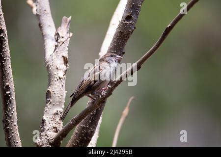 Old World sparrow or house sparrow - perched on a tree branch Stock Photo