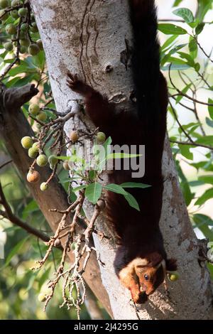Indian giant squirrel eating fruits hanging upside down Stock Photo
