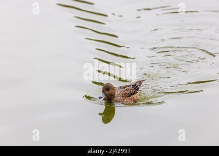 Duck making waves moving forward through water Stock Photo