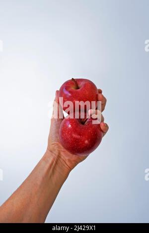 Red apples on hand in a bright background Stock Photo