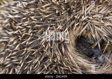 close up of a common hedgehog rolled up in a protective ball showing its sharp spines Stock Photo
