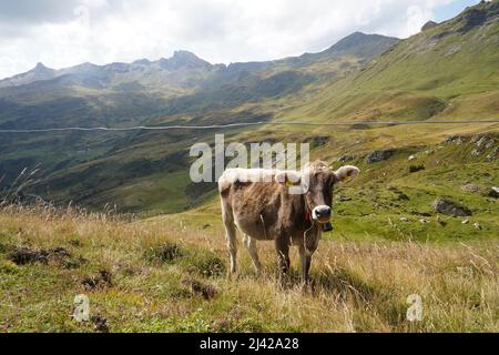 Cow of breed Swiss brown grazing alpine meadow in Switzerland. In the foreground there is a metal wire to prevent it to escape. Stock Photo
