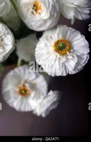 A spring bouquet of fresh, white ranunculus flowers in a vase with natural window light. Stock Photo