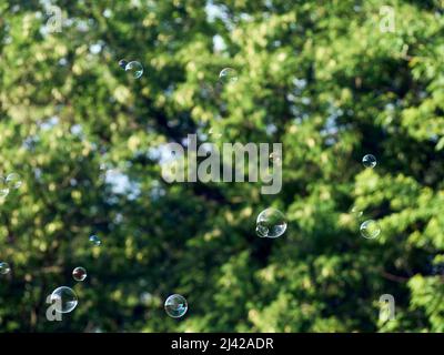 Soap bubbles on green nature background. Stock Photo