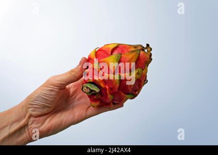 Dragon fruit, Pitaya or Pitahaya on hand in a bright background Stock Photo