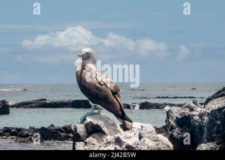 Blue Footed Bobby in the Galápagos Islands Stock Photo