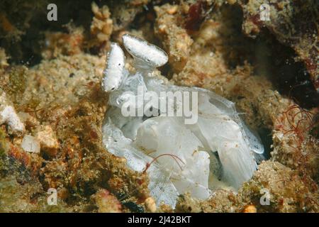 Spearing mantis shrimp (Lysiosquillina sp.), Ari Atoll, Maldives, Indian ocean, Asia Stock Photo