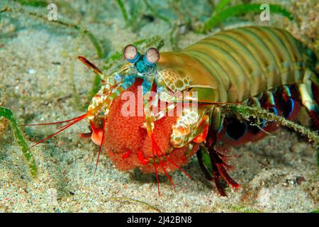 Peacock mantis shrimp (Odontodactylus scyllarus), guarding its eggs, Ari Atoll, Maldives, Indian ocean, Asia Stock Photo