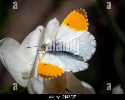 Orange tip butterfly Male Stock Photo