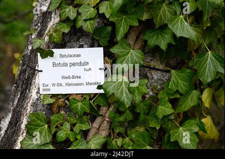silver birch (Betula pendula) Stock Photo