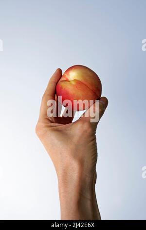 Peach on hand in a bright background Stock Photo