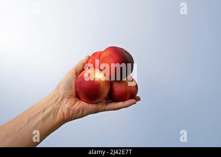 Peaches on hand in a bright background Stock Photo