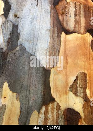 Multi-coloured bark up close Stock Photo