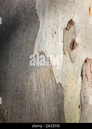 Multi-coloured bark up close Stock Photo