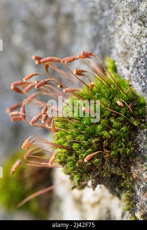 Haarblättriges Birnmoos, Scheuerlappen-Moos, an einer Steinmauer, Mauer, Bryum capillare, Ptychostomum capillare Stock Photo