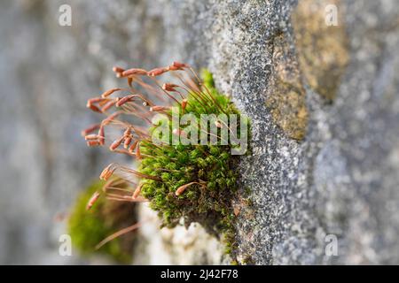 Haarblättriges Birnmoos, Scheuerlappen-Moos, an einer Steinmauer, Mauer, Bryum capillare, Ptychostomum capillare Stock Photo