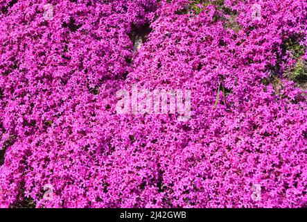 Phlox subulata Emerald Pink, creeping Phlox background. A pink flower carpet of creeping Phlox. Stock Photo