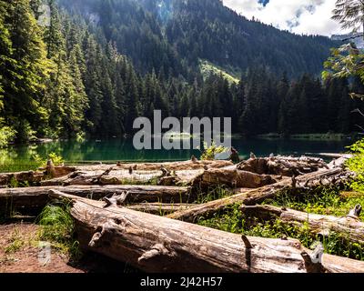 fallen logs near water in Olympic National Park Stock Photo