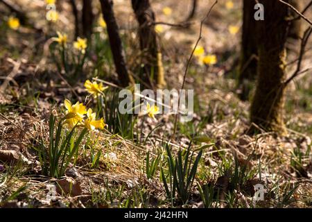wild Narcissus grow in the nature reserve Oleftal valley near Hellenthal in the Eifel region, North Rhine-Westphalia, Germany. wilde Narzissen wachsen Stock Photo