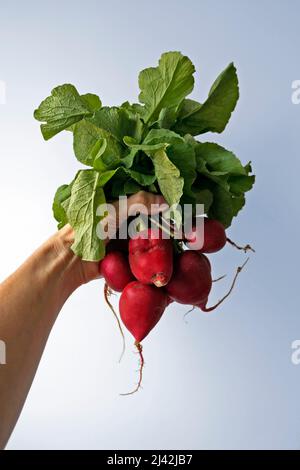 Radishes on hand in a bright background Stock Photo