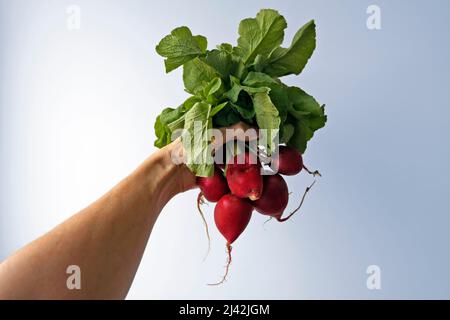Radishes on hand in a bright background Stock Photo