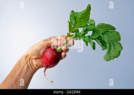 Radish on hand in a bright background Stock Photo