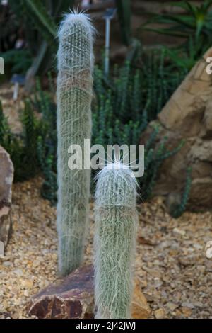 Cephalocereus senilis, The old man cactus, RHS Garden Wisley, Glass House Cacti, Surrey, England, UK, 2022 April Stock Photo