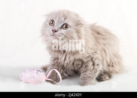 Scottish fold Highland fold kitten cat playing with Easter egg Stock Photo