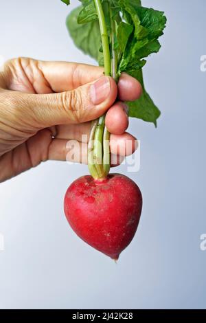 Radish on hand in a bright background Stock Photo