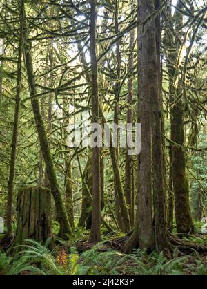 moss covered tree limbs in a Pacific Northwest forest Stock Photo