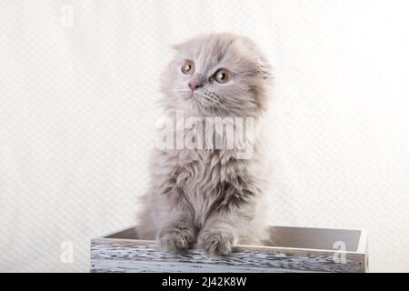 Scottish fold Highland fold kitten cat is sitting in box Stock Photo