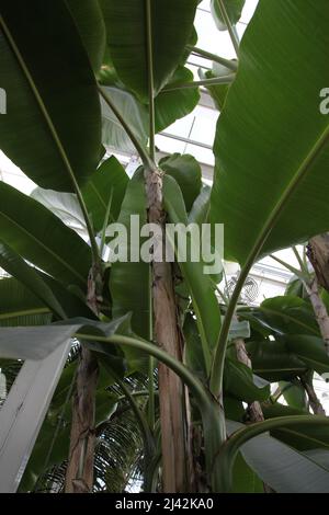 Ensete ventricosum ‘Maurelii’ (Ethiopian black banana) RHS Garden Wisley, Glass house, Surrey, England, UK, 2022 April Stock Photo