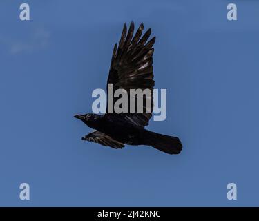 Carrion Crow, Corvus Corone Corone Stock Photo