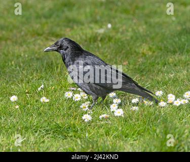 Carrion Crow, Corvus Corone Corone Stock Photo