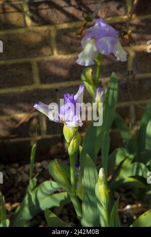 Iris 'Rhapsody' (Reticulata) at RHS Garden Wisley, Surrey, England, UK ...