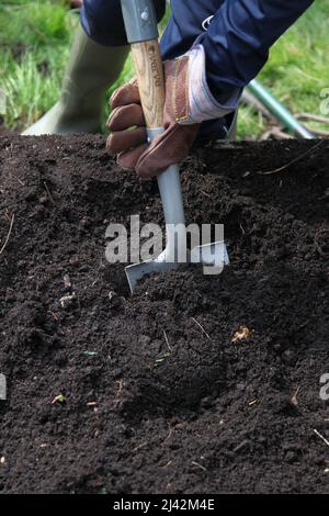 A young child digging in compost and top soil on the allotment ready for seed planting, April 2022, daytime Stock Photo